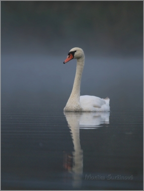 <p>Labuť velká (Cygnus olor) –--- /Mute schwan – Höckerschwan/</p>